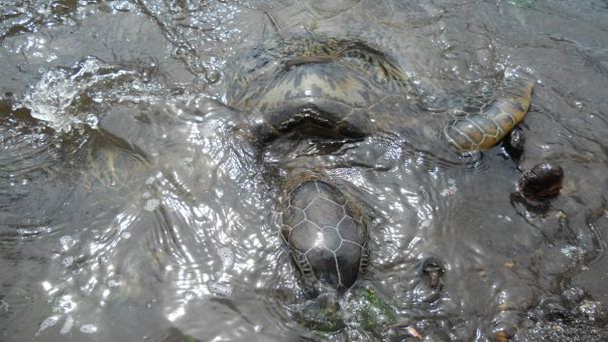 Питомник черепах.Джозани в Занзибаре