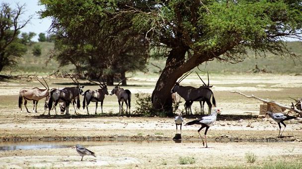 Национальный парк Кгалагади в Йоханнесбурге