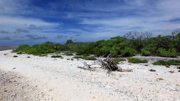 Остров Эрандел на о-вах Лайне Остров Эрандел на о-вах Лайне
