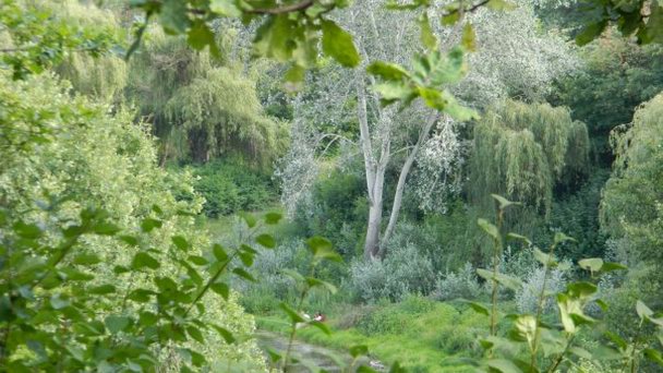 Полтавский дендропарк в Полтаве