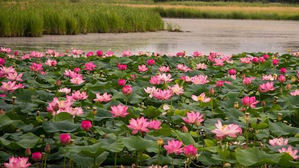 Озеро лотосов на полуострове Сапата в Варадеро