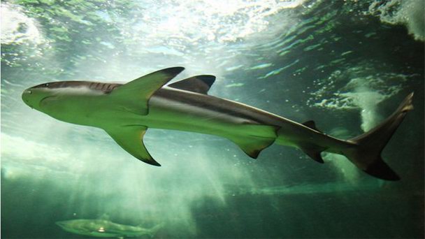 Аквариум города Льеж