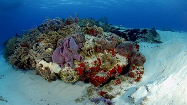 Риф Tormentos в Кинтана-Роо