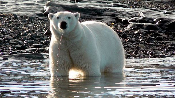 Национальный парк Торнгат-Маунтинс в Квебеке