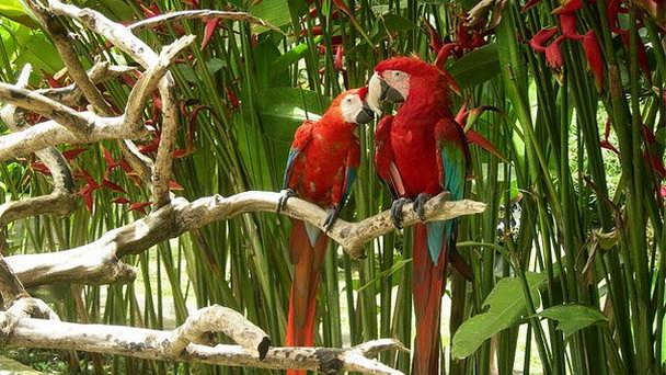 Парк птиц на Бали