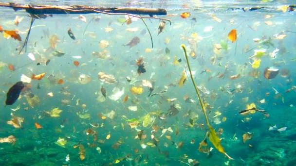 Дайвинг в Трауне в Вене