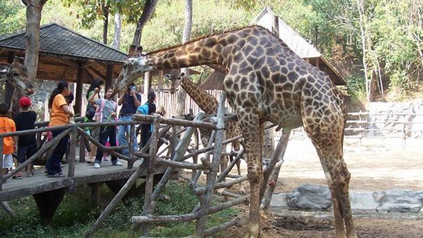 Зоопарк Чианг Май в Чианг Маи