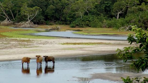 Природоохранная зона Мванье в Либревиле