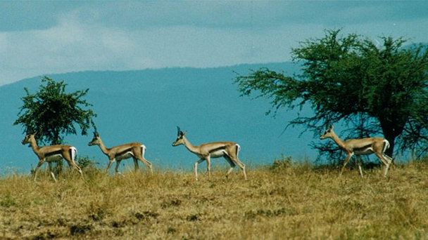 Национальный парк Нечайзар в Арба-Мынче Национальный парк Нечайзар в Арба-Мынче