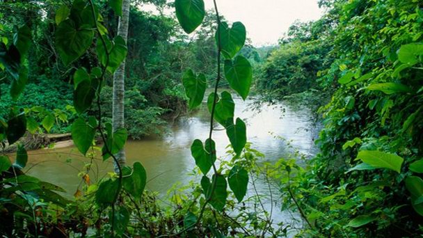Заповедник Кокскомб в Белизе Заповедник Кокскомб в Белизе