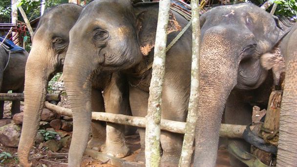Природный заповедник Бан Кван Чанг в Нонтхабури