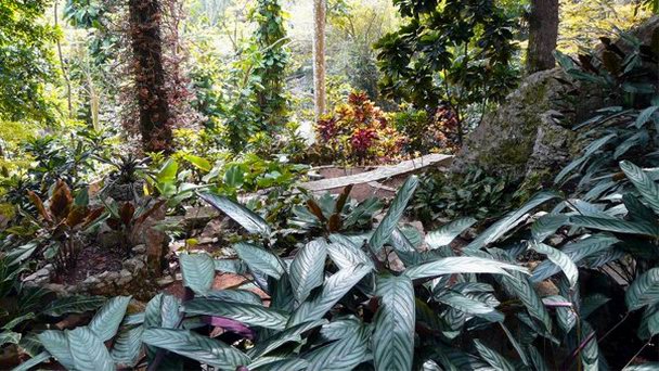 Парк орхидей в Пинар-дель-Рио