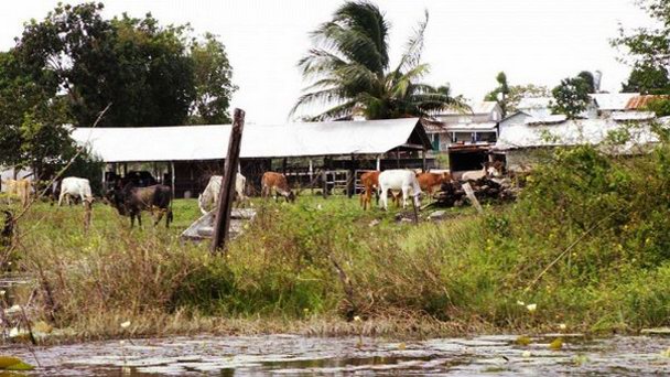 Шип-Ярд в Белизе Шип-Ярд в Белизе