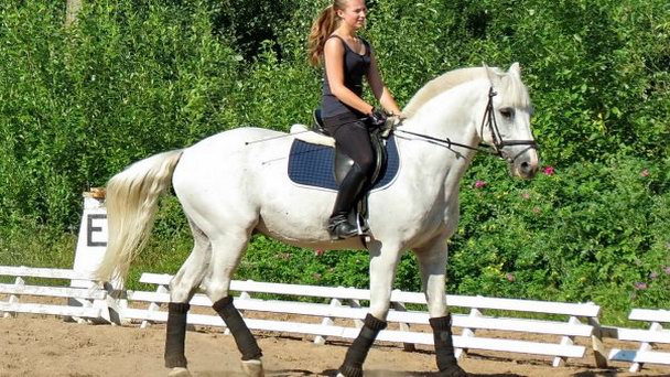 Конно-спортивный клуб Дубки в Санкт-Петербурге