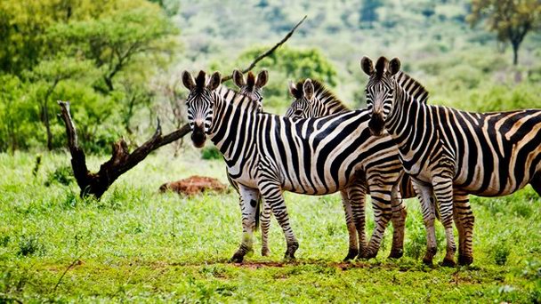 Национальный парк Горная зебра в Восточном Кейпе