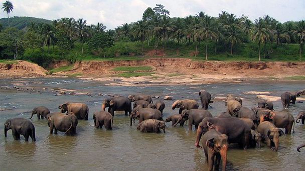 Национальный парк Миннерия в Полоннаруве Национальный парк Миннерия в Полоннаруве