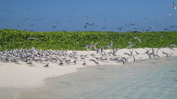 Птичий остров в Антигуа-Гуатемале