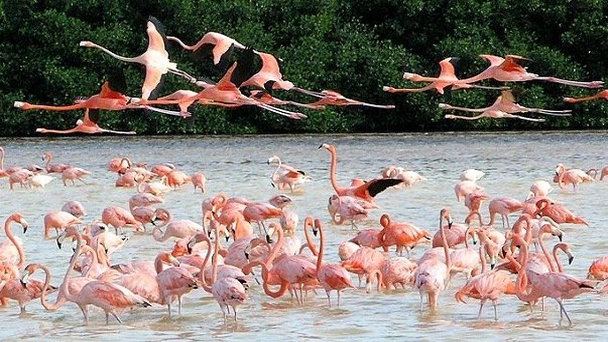 Природная зона Mangroves of Dzinitun в Канкуне
