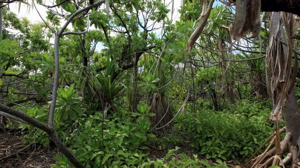 Остров Эмеральд на о-вах Лайне Остров Эмеральд на о-вах Лайне