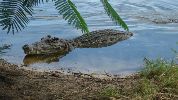Крокодиловая ферма Ла Бока в Варадеро