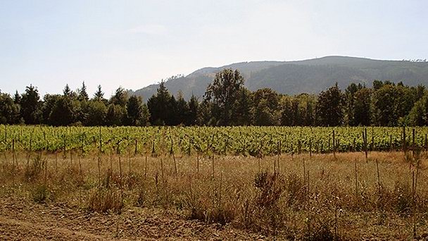 Виноградники Godfrey-Brownell в Ванкувере