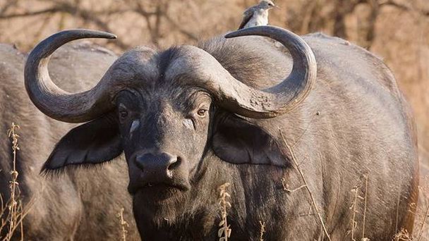 Национальный парк Старый Ойо в Лагосе