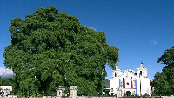 Дерево Туле в Оахаке