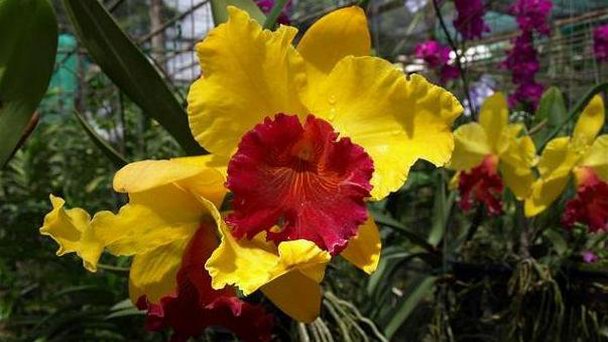 Питомник орхидей и бабочек в Чианг Мае в Чианг Маи