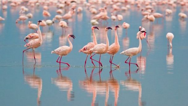 Национальный морской парк Дахлак в Асмэре Национальный морской парк Дахлак в Асмэре