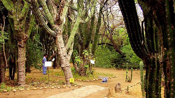 Эко-парк Cactus Sanctuary в Южной Нижней Калифорнии