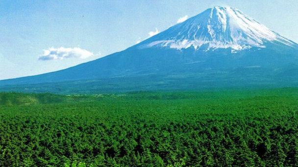 Аокигахара в Токио