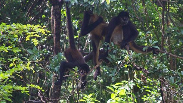 Питомник Святилище обезьян в Тулуме в Пуэрто-Авентурасе