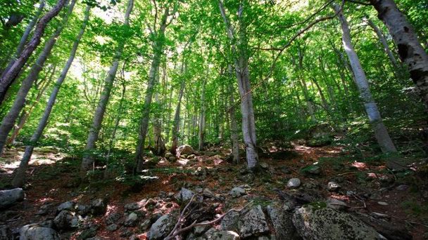 Форэ де Визавона на Корсике