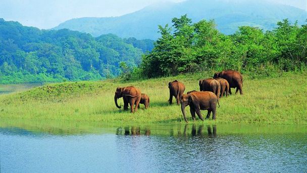 Заповедник Перияр в Керале