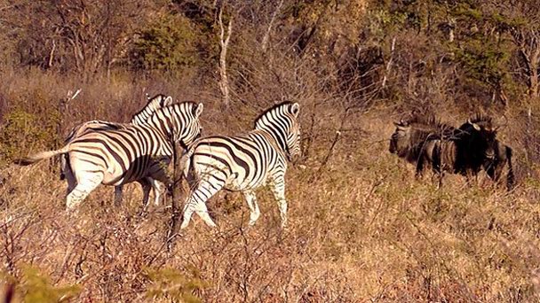 Национальный парк Мангетти в Окаванго Национальный парк Мангетти в Окаванго
