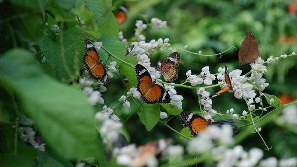 Парк бабочек на Пенанге