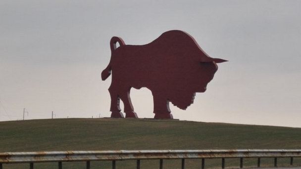 Зубр на трассе Брест - Минск в Брестской области