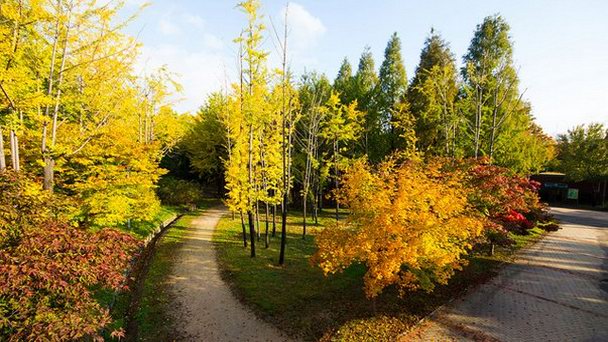 Сеульский лесной парк Сеульский лесной парк