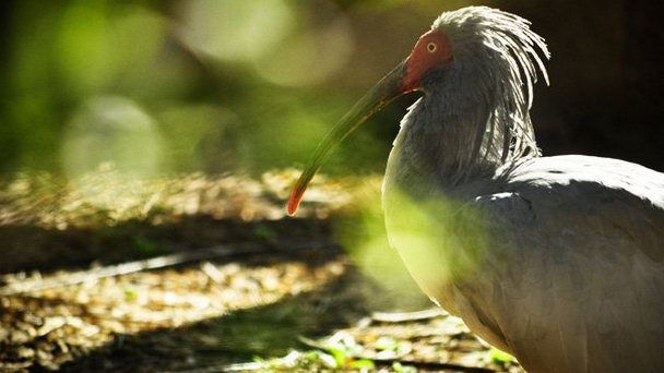 Пекинский Зоопарк