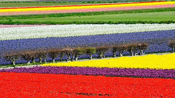 Сад Кейкенхоф в Лиссе