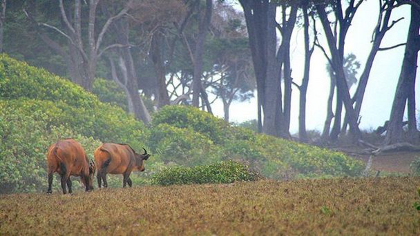 Национальный парк Лоанго в Порт-Жантиле