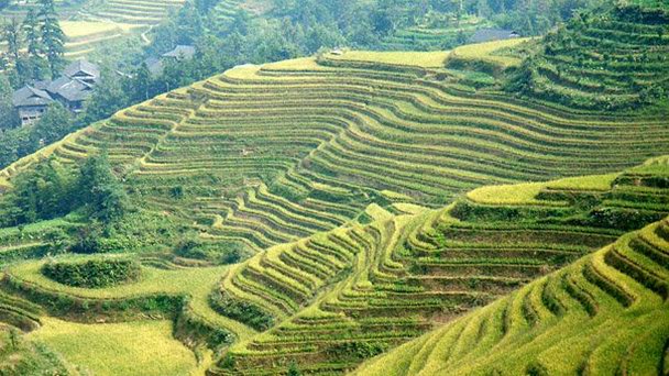 Деревня Лунцзи в Гуйлине Деревня Лунцзи в Гуйлине