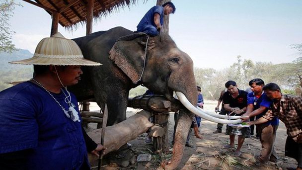 Лагерь для слонов Mahawangchang в Канчанабури