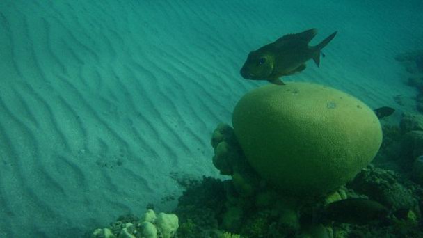 Залив Акаба в Табе