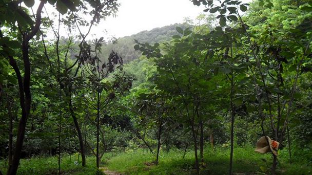 Гора Юэсю в Гуанчжоу Гора Юэсю в Гуанчжоу