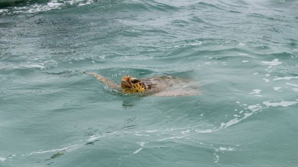 Заповедник Сиан-Каан на п-ове Юкатан