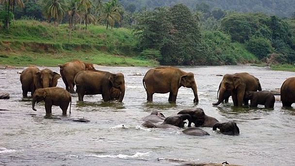 Cлоновий питомник в Пиннавеле в Канди