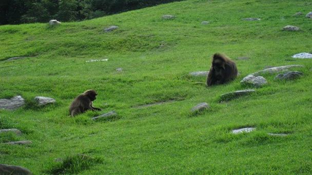 Заповедник Бабун в Белизе