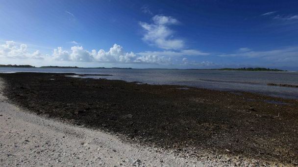 Остров Норт-Пиг на о-вах Лайне