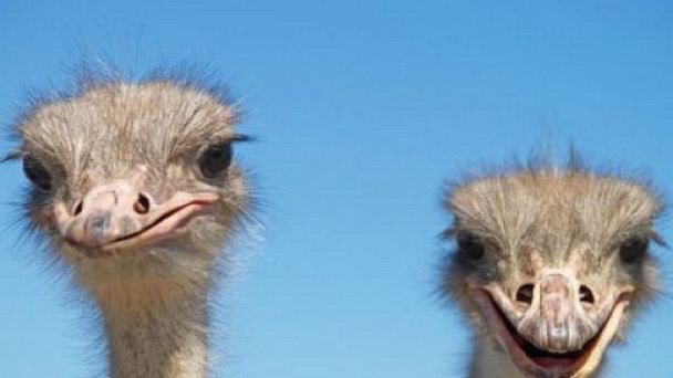 Зоопарк Ескуриал в Оулу